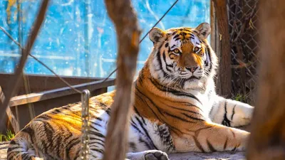 Схватка в зимовье: тигр убит, охотник в больнице (ФОТО; ВИДЕО; ОБНОВЛЕНИЕ)  — Новости Хабаровска