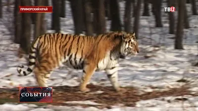 Россия подарит Ирану две пары амурских тигров - ТАСС