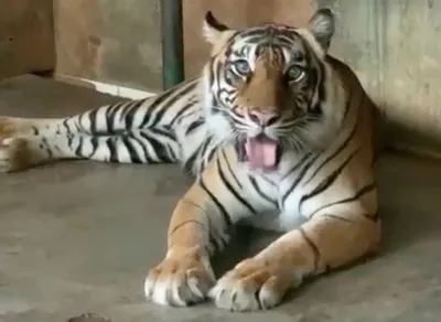 В Приморье двух амурских тигров готовят к возвращению в тайгу :: Новости ::  ТВ Центр