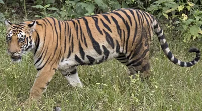 В Пожарском районе нашли кости двух тигров и патроны — возбуждены уголовные  дела – Новости Владивостока на VL.ru