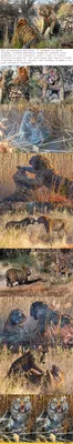 Дразнили тигра и оскорбляли посетителей: двух парней задержали в  Алматинском зоопарке - 14.05.2022, Sputnik Казахстан