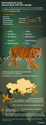 Зоозащитники рассказали историю спасения тигров под Киевом |  Комментарии.Киев