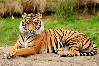 Bengal Tigers Wallpapers | HD Wallpapers | ID #459