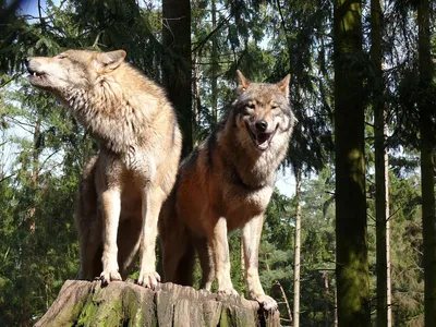 Фото Портрет двух волков на черном фоне, by ShaleseSands