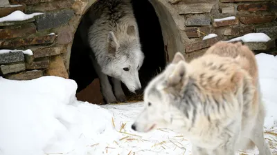 Собаки произошли от двух разных популяций волков, выяснили ученые | ИА  Красная Весна