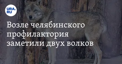 Двух волков удалось добыть охотникам в Великоустюгском районе