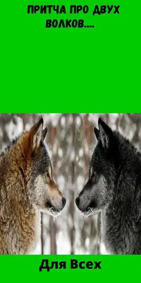 Арты двух волков (59 лучших фото)