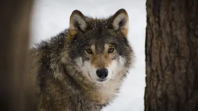 В Коми волки стали выходить из леса и нападать на собак | ПРОИСШЕСТВИЯ |  АиФ Коми