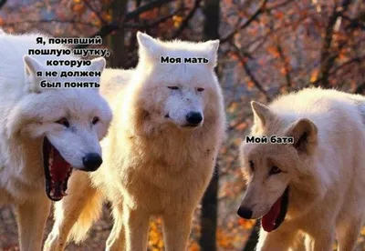 🐺😂 10 мемов про двух волков, которые смеются над третьим | Sntch.com |  Дзен