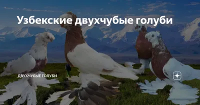 Узбекские, среднеазиатские голуби и Евроазийцы | ВКонтакте