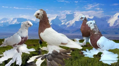 Стандарты: Узбекские двухчубые «летно-игровые» голуби — Сайт о голубях