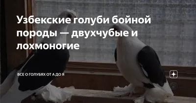 История голубеводства Узбекистана — Сайт о голубях