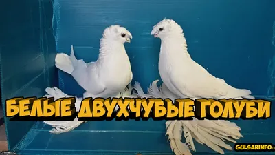 Самые лучшие голуби. Двухчубые голуби. Tauben. Pigeons. Palomas. Pombos.  비둘기. کبوترها. - YouTube