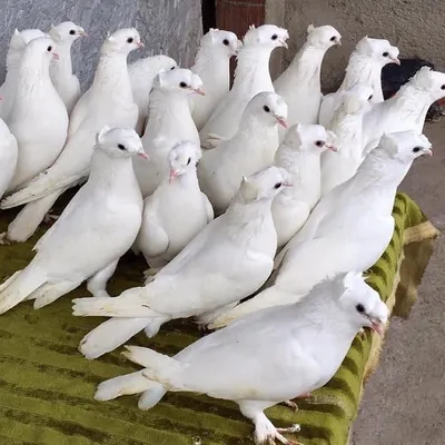 Блог о голубях: Узбекские голуби
