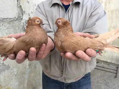 Выставка клуб \"Гульсар\" 19 ноября. Двухчубые голуби. Tauben. Pigeons.  Palomas. Pombos. 비둘기. کبوترها. - YouTube