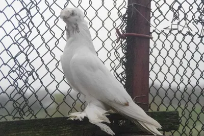 Эксклюзивная коллекция голубей. Двухчубые голуби. Tauben. Pigeons. Palomas.  Pombos. 비둘기. - YouTube