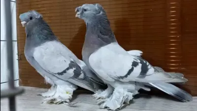 Узбекская порода голубей - 50 фото