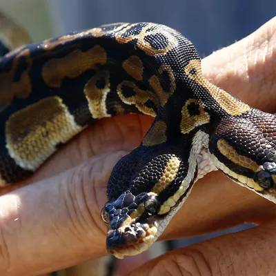 Редчайшая двухголовая змея дожила до 17 лет вопреки прогнозам ветеринаров:  Звери: Из жизни: Lenta.ru