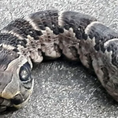 Двухголовую змею сняли на видео в Индии: 16 июля 2022, 02:30 - новости на  Tengrinews.kz