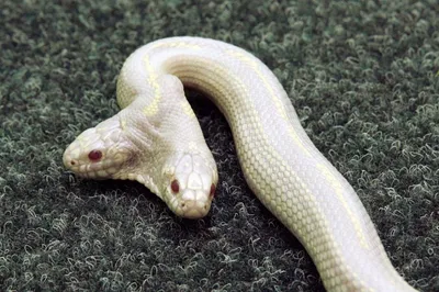 Двухголовые змеи: Почему это происходит все чаще? | Книга животных | Дзен