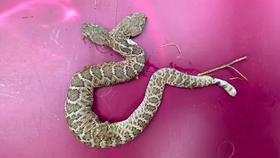 Двухголовая Калифорнийская королевская змея альбинос | Пикабу