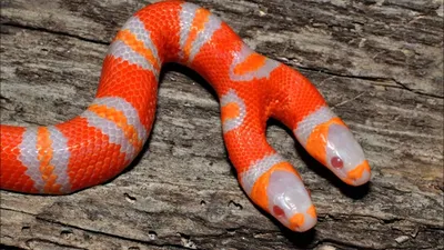 Двухголовые змеи: Почему это происходит все чаще? | Книга животных | Дзен