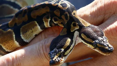 Редчайшая двухголовая змея дожила до 17 лет вопреки прогнозам ветеринаров:  Звери: Из жизни: Lenta.ru