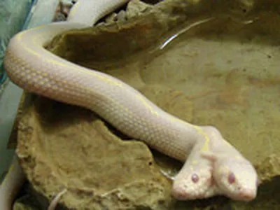 В США родилась двухголовая змея с двумя сердцами - Новости bigmir)net