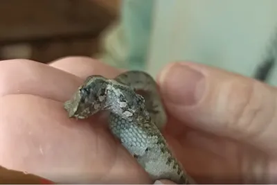 В Бугульминском районе Татарстана найдена двухголовая змея