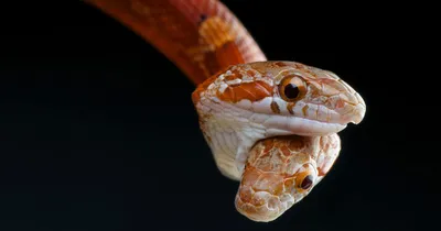 Двухголовые змеи: как мифические существа становятся страшной реальностью и  в чём причина таких генетических аномалий? | Восемь лап! | Дзен