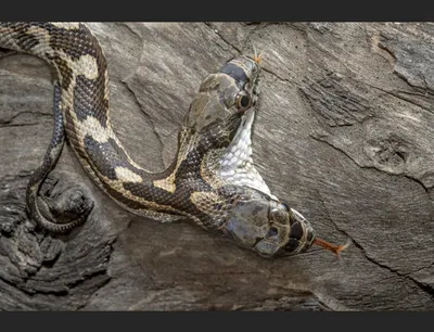 В Сети появилось видео, как двухголовая змея ест двух мышей. Запись  опубликована в Instagram. Основатель парка рептилий в США Брайан Барчик  рассказал об... | By News7.Kg | Facebook