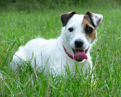 Джек рассел терьер (Jack Russell Terrier) - собака очень умная и  понятливая, отлично подойдет для детей и квартиры.