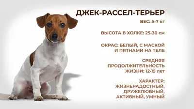 Собаки и люди: Джек-Рассел-Терьер - YouTube