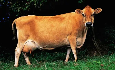 Джерсейская корова фото