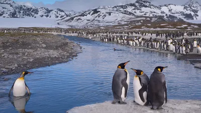 Сент-Эндрюс-Бэй, Южная Джорджия, королевский пингвин Aptenodytes Patagonicus Colony, HD обои для мобильных телефонов, планшетов и ПК 1920x1200: Wallpapers13.com