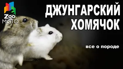 Джунгарский хомяк - Все о виде грызуна | Вид грызуна - Джунгарский хомяк -  YouTube