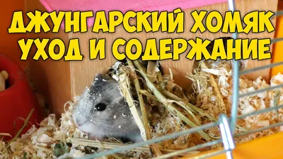 Карликовый джунгарский хомяк, хомячки джунгарики для деток: 150 грн. -  Грызуны Киев на Olx