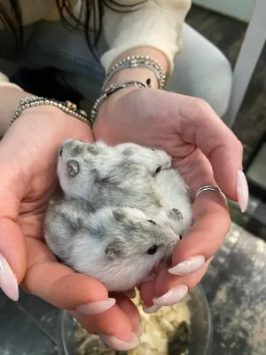 Джунгарский 🐹 хомяк — купить в Красноярске. Остальные животные на  интернет-аукционе Au.ru