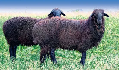 Эдильбаевская курдючная порода овец - YouTube
