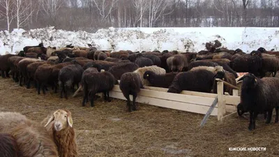 Первое знакомство с эдильбаевской породой овец | Портал сельского хозяйства  России и мира