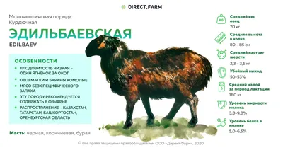 Овцы - Агроальянс - поставки племенного скота