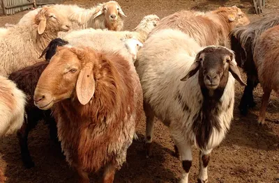 Эдильбаевская овца/баран живым весом — Подворье — баранина живым весом и  разделкой