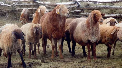 Породы овец с описанием | Переезд на землю | Дзен