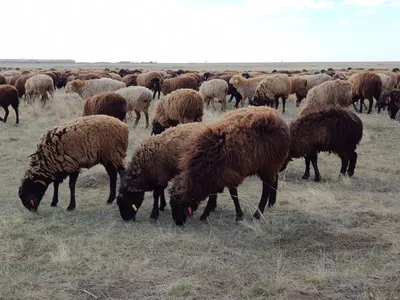 Не просто овцы, а курдючные овцы | ВКонтакте