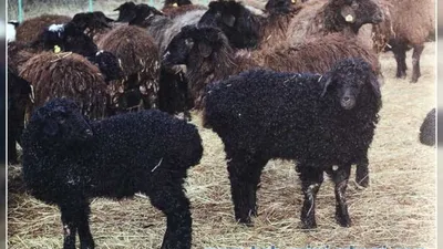 В Крыму появилась уникальная порода овец - газета «Кафа» новости Феодосии и  Крыма