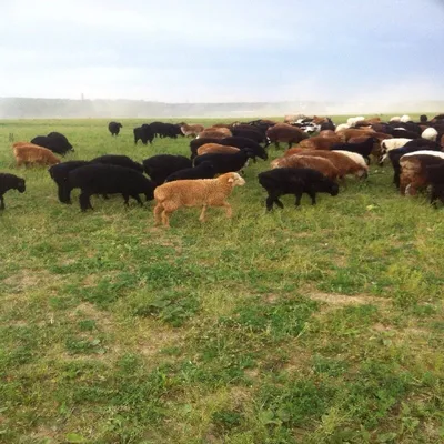 Как в Астраханской области разводят овец эдильбаевской породы