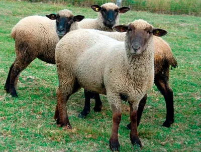 Какие породы овец и баранов бывают - Советы и особенности | «Электропастух»