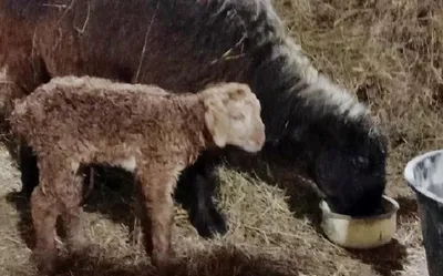В селе Пестречинского района начали разводить овец эдильбаевской породы