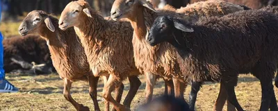 Новые методы воспроизводства овец внедряют в Казахстане - АПК Новости