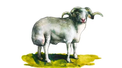 Племенные овцы породы Эдильбаевская (из Европы класса Элита и Элита Рекорд)  — Agro-Azerbaijan